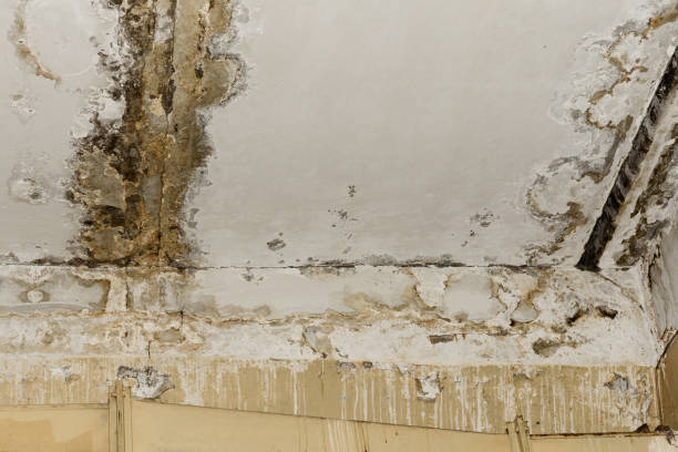 Environmental Consulting for Mold Prevention in Bel Air North, MD